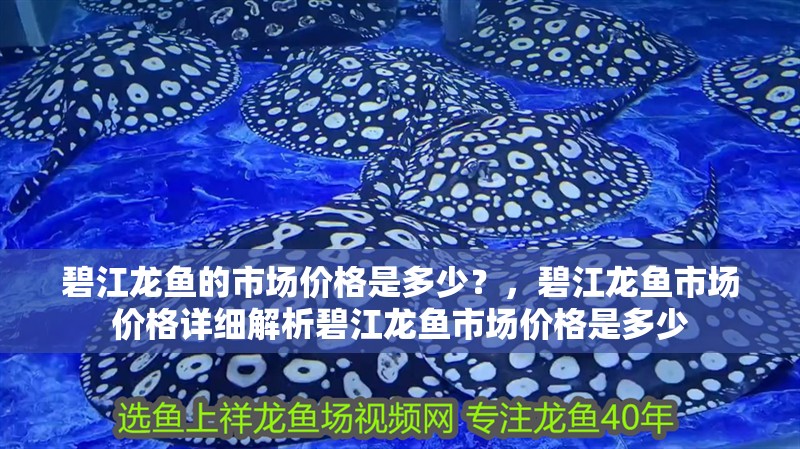 碧江龍魚的市場價格是多少？，碧江龍魚市場價格詳細解析碧江龍魚市場價格是多少