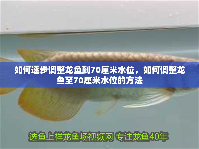 如何逐步調整龍魚到70厘米水位，如何調整龍魚至70厘米水位的方法