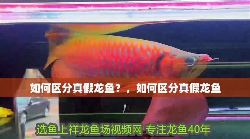 如何區分真假龍魚？，如何區分真假龍魚