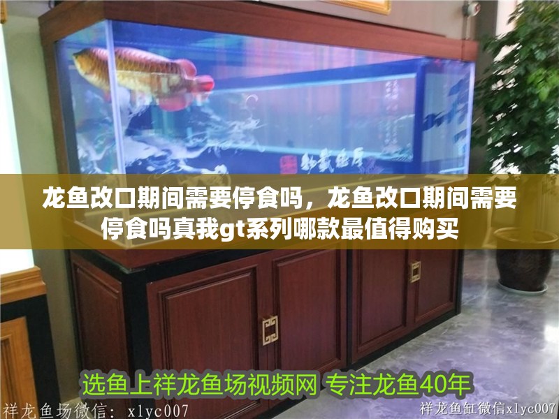 龍魚改口期間需要停食嗎，龍魚改口期間需要停食嗎真我gt系列哪款最值得購買