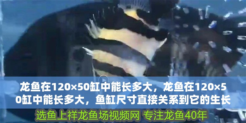 龍魚在120×50缸中能長多大，龍魚在120×50缸中能長多大，魚缸尺寸直接關系到它的生長空間和健康狀態