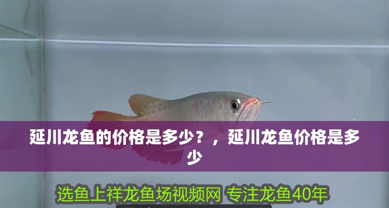 延川龍魚的價格是多少？，延川龍魚價格是多少