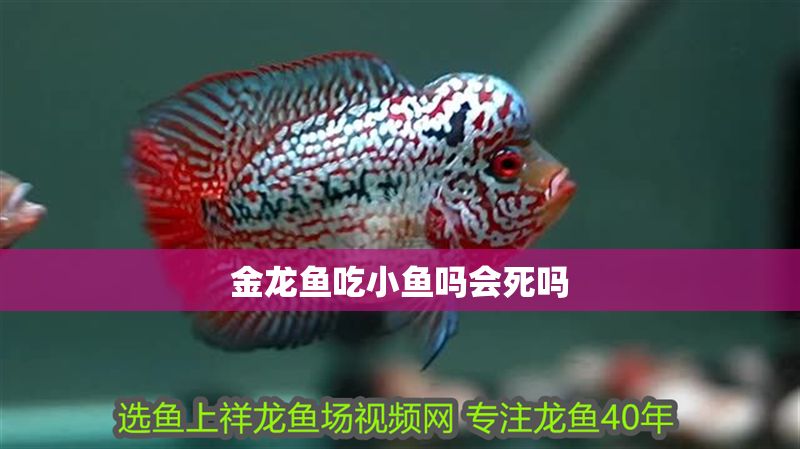 金龍魚吃小魚嗎會死嗎 龍魚百科 第2張 金龍魚吃小魚嗎會死嗎 金龍魚吃小魚嗎會死嗎 龍魚百科 第2張