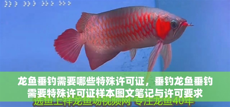 龍魚垂釣需要哪些特殊許可證，垂釣龍魚垂釣需要特殊許可證樣本圖文筆記與許可要求