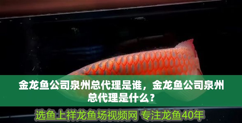金龍魚公司泉州總代理是誰，金龍魚公司泉州總代理是什么？