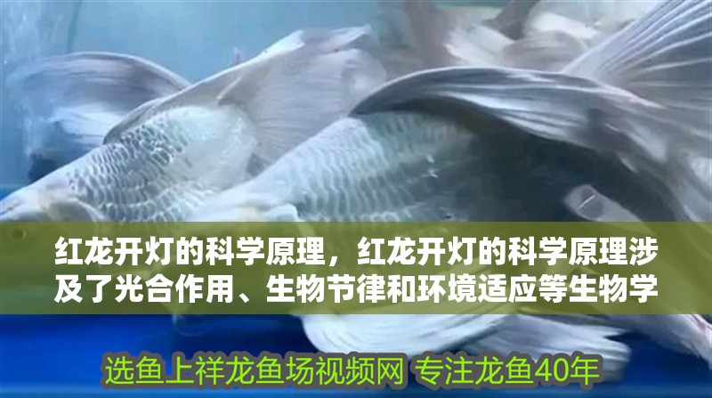 紅龍開燈的科學原理，紅龍開燈的科學原理涉及了光合作用、生物節律和環境適應等生物學概念