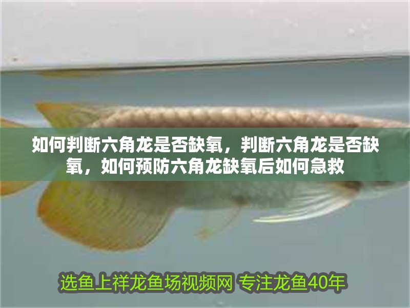 如何判斷六角龍是否缺氧，判斷六角龍是否缺氧，如何預防六角龍缺氧后如何急救