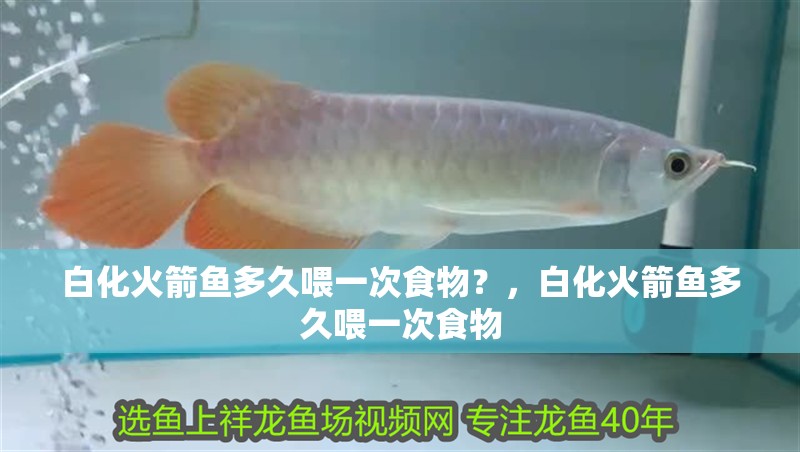 白化火箭魚多久喂一次食物？，白化火箭魚多久喂一次食物