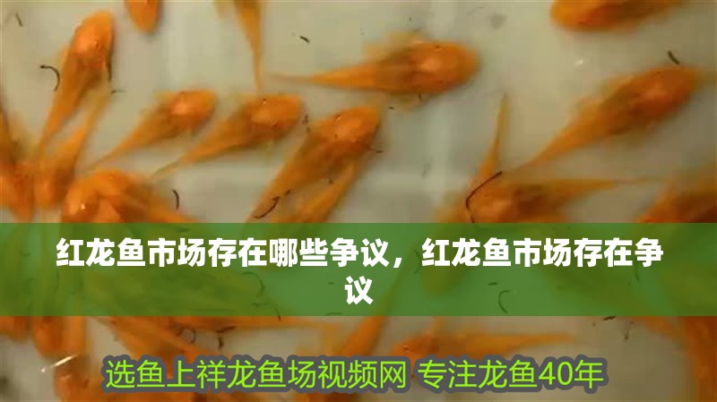 紅龍魚市場存在哪些爭議，紅龍魚市場存在爭議
