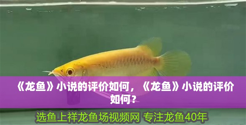《龍魚(yú)》小說(shuō)的評(píng)價(jià)如何，《龍魚(yú)》小說(shuō)的評(píng)價(jià)如何？