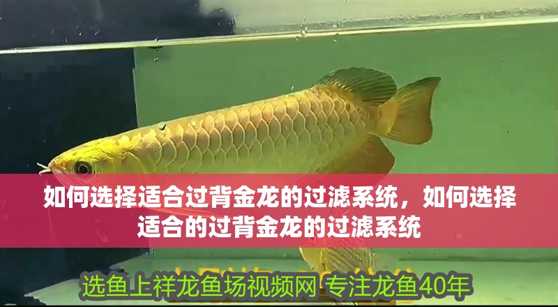 如何選擇適合過背金龍的過濾系統，如何選擇適合的過背金龍的過濾系統