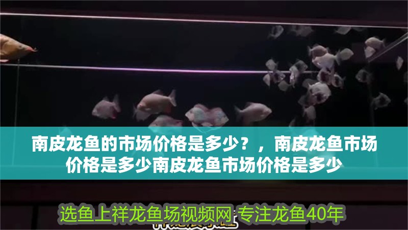 南皮龍魚的市場價格是多少?,南皮龍魚市場價格是多少南皮龍魚市場價格是多少