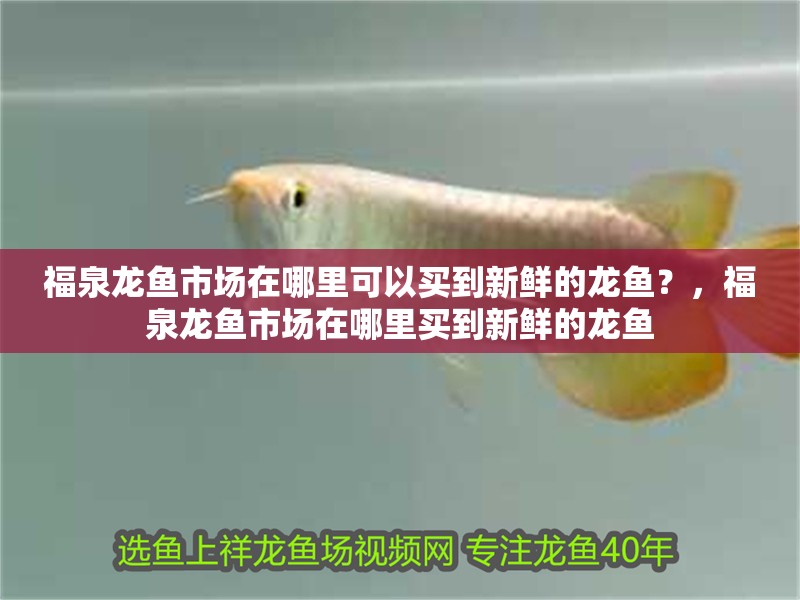 福泉龍魚市場在哪里可以買到新鮮的龍魚？，福泉龍魚市場在哪里買到新鮮的龍魚