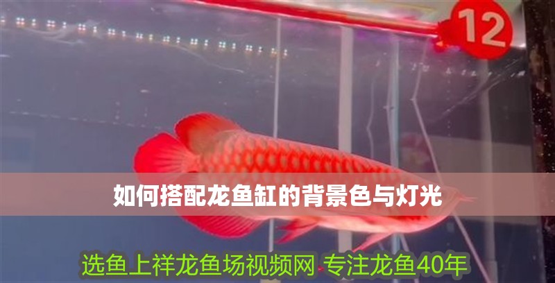 如何搭配龍魚(yú)缸的背景色與燈光