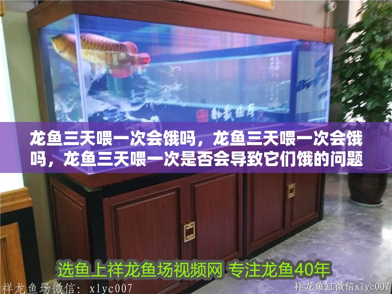 龍魚三天喂一次會餓嗎，龍魚三天喂一次會餓嗎，龍魚三天喂一次是否會導致它們餓的問題