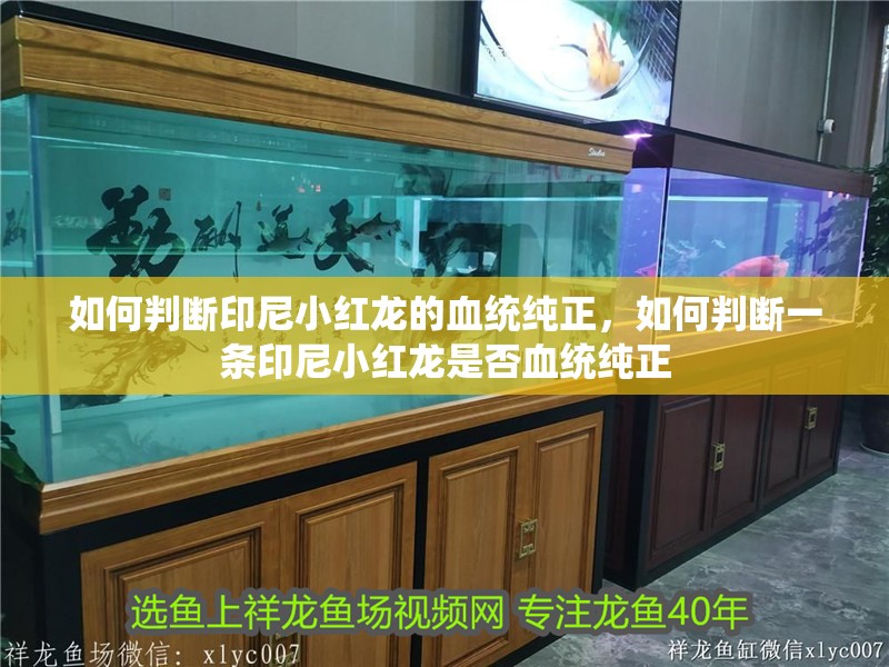 如何判斷印尼小紅龍的血統純正，如何判斷一條印尼小紅龍是否血統純正
