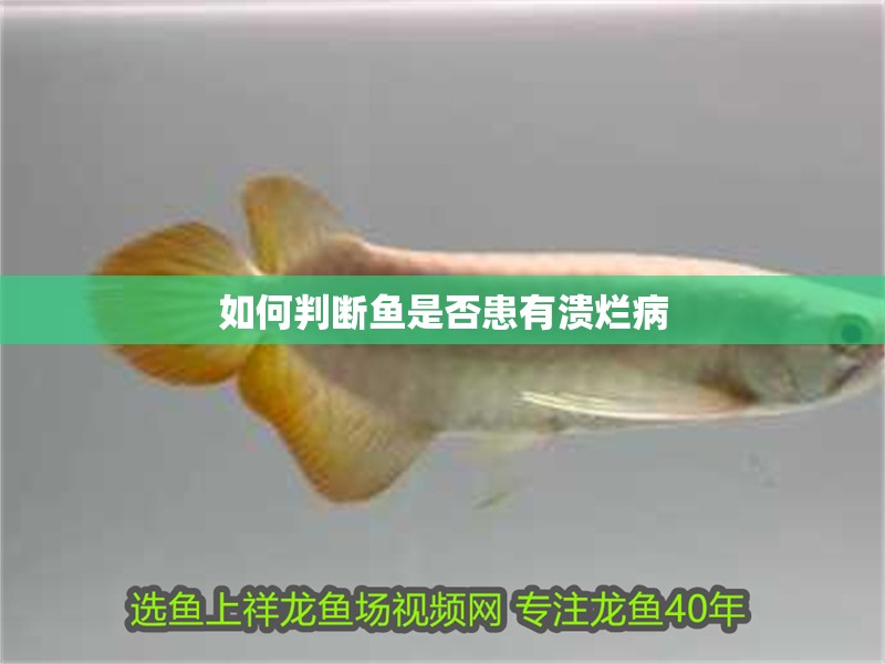 如何判斷魚是否患有潰爛病