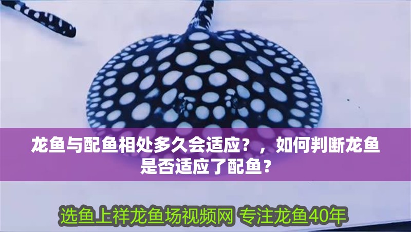 龍魚與配魚相處多久會適應？，如何判斷龍魚是否適應了配魚？