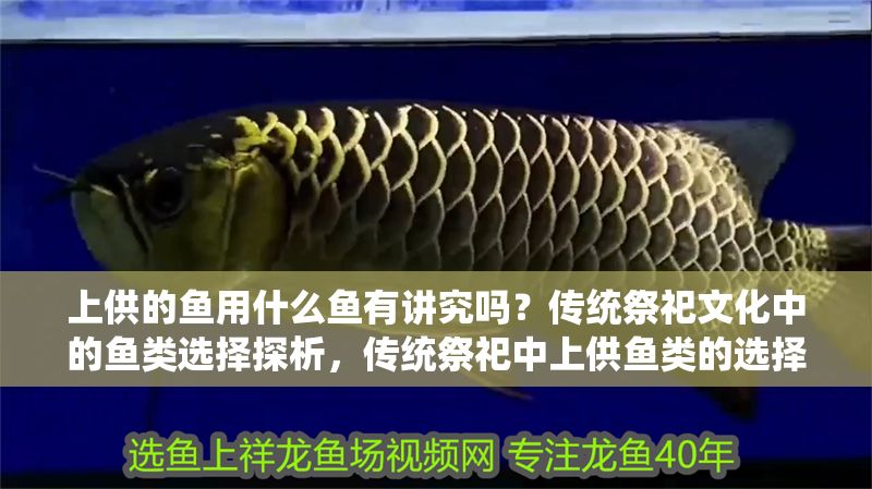 上供的魚用什么魚有講究嗎？傳統祭祀文化中的魚類選擇探析，傳統祭祀中上供魚類的選擇講究與文化探析