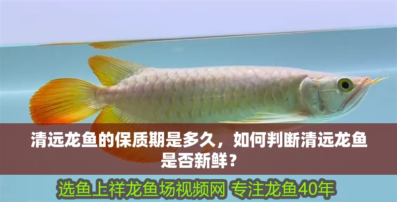 清遠龍魚的保質期是多久，如何判斷清遠龍魚是否新鮮？