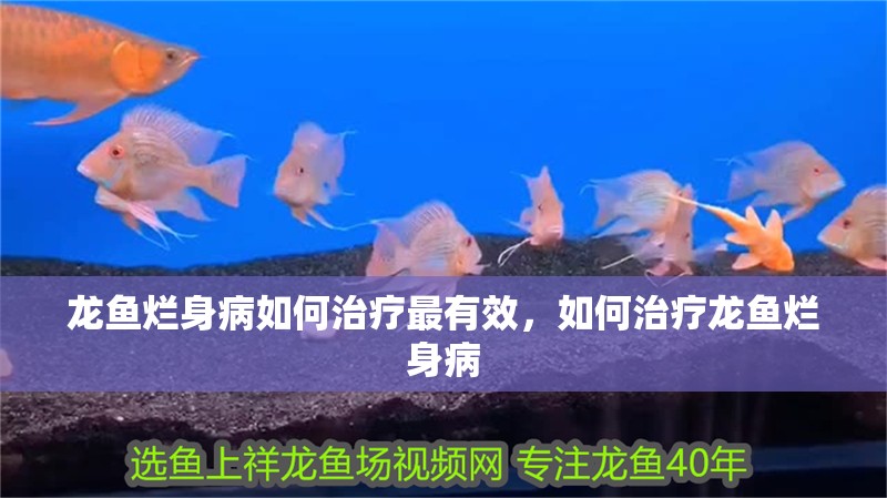 龍魚爛身病如何治療最有效，如何治療龍魚爛身病