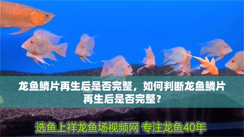 龍魚鱗片再生后是否完整，如何判斷龍魚鱗片再生后是否完整？