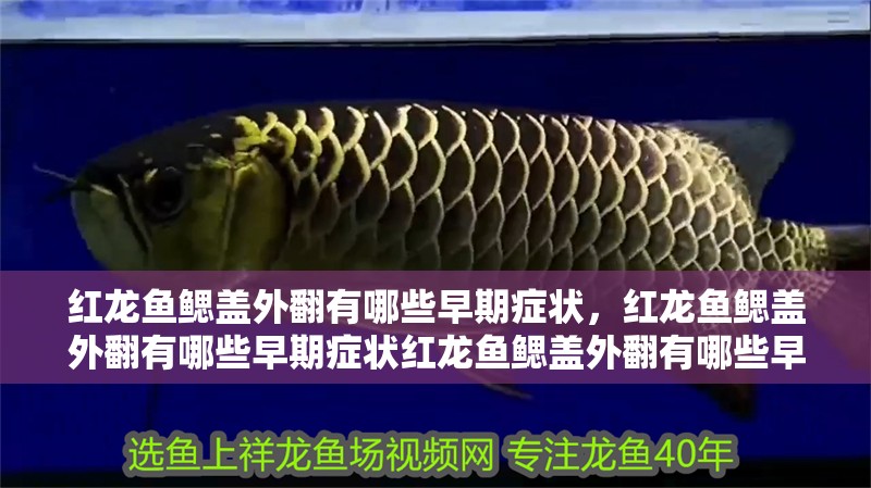紅龍魚鰓蓋外翻有哪些早期癥狀，紅龍魚鰓蓋外翻有哪些早期癥狀紅龍魚鰓蓋外翻有哪些早期癥狀