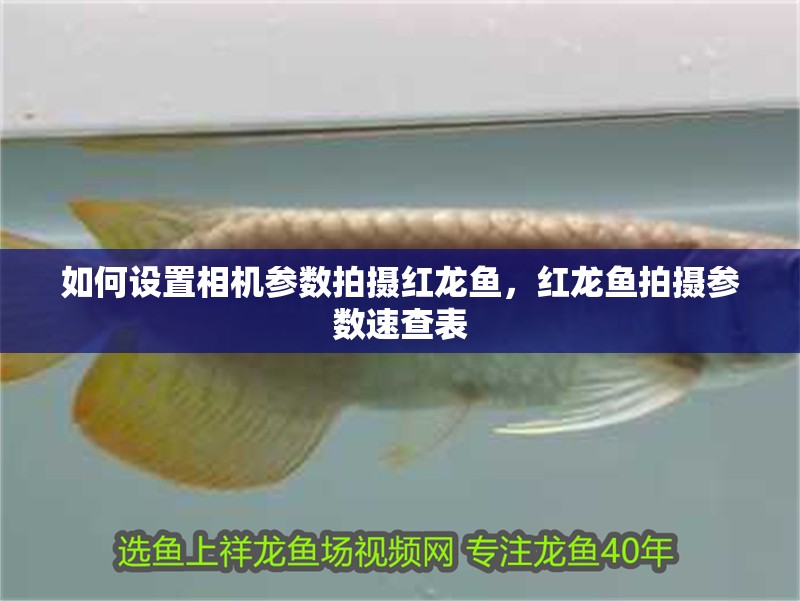 如何設(shè)置相機(jī)參數(shù)拍攝紅龍魚，紅龍魚拍攝參數(shù)速查表