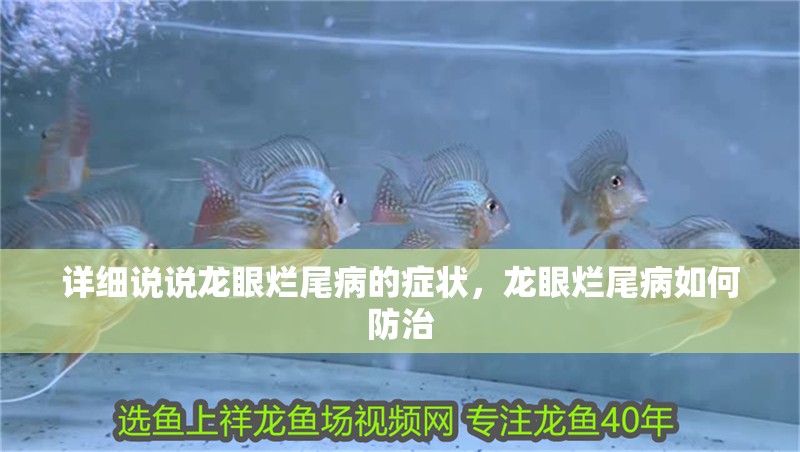 詳細說說龍眼爛尾病的癥狀，龍眼爛尾病如何防治