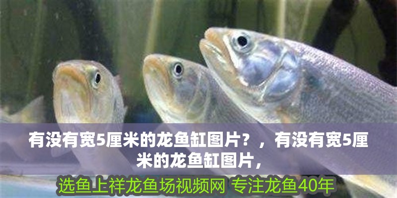 有沒有寬5厘米的龍魚缸圖片？，有沒有寬5厘米的龍魚缸圖片，