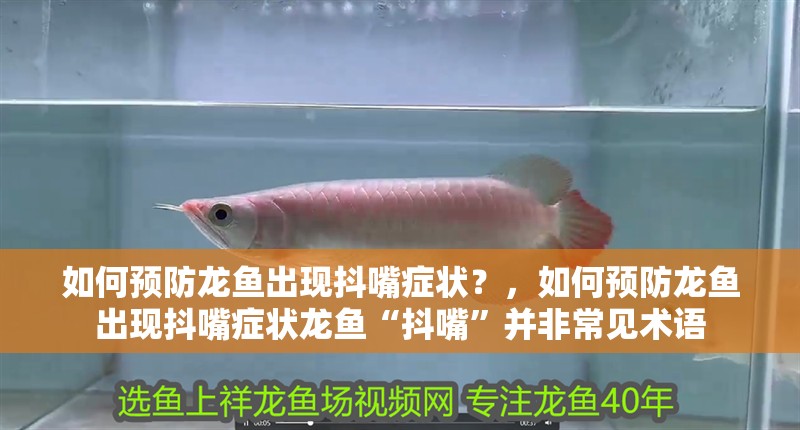 如何預防龍魚出現抖嘴癥狀?,如何預防龍魚出現抖嘴癥狀龍魚“抖嘴”并非常見術語