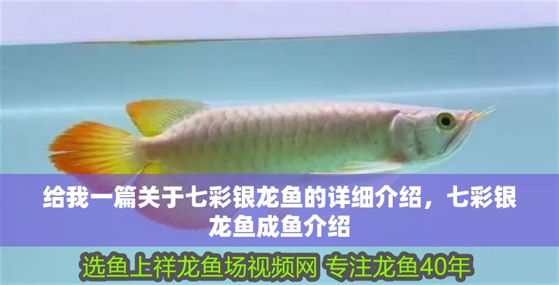 給我一篇關于七彩銀龍魚的詳細介紹，七彩銀龍魚成魚介紹