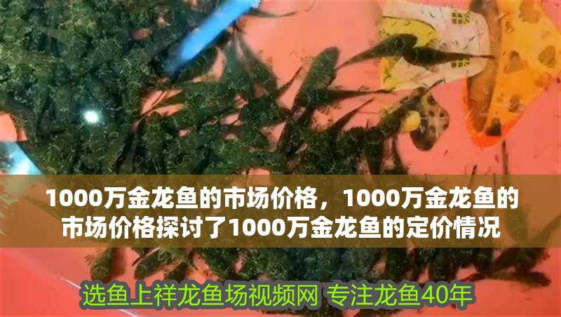 1000萬金龍魚的市場價(jià)格，1000萬金龍魚的市場價(jià)格探討了1000萬金龍魚的定價(jià)情況
