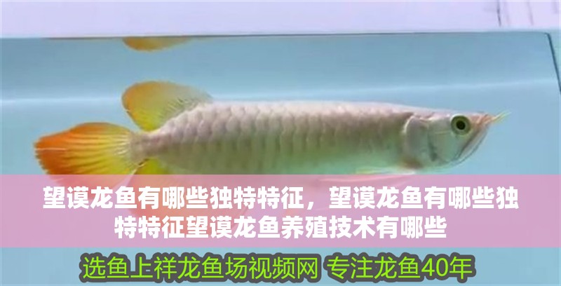 望謨龍魚有哪些獨特特征，望謨龍魚有哪些獨特特征望謨龍魚養殖技術有哪些