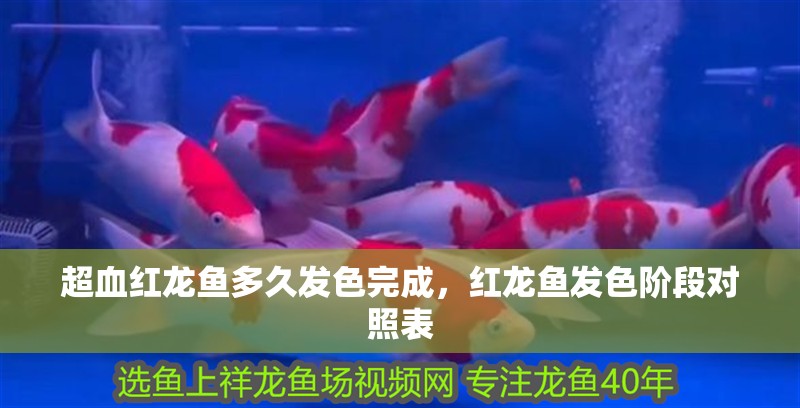 超血紅龍魚多久發(fā)色完成，紅龍魚發(fā)色階段對(duì)照表