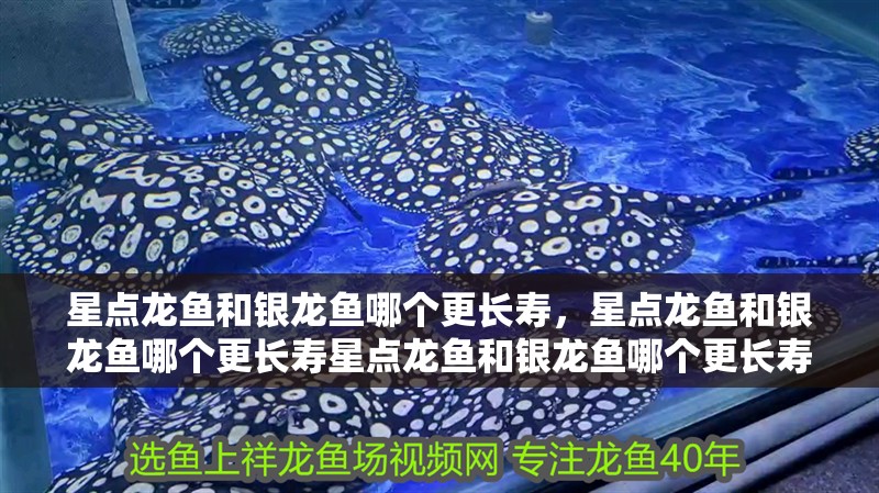 星點龍魚和銀龍魚哪個更長壽，星點龍魚和銀龍魚哪個更長壽星點龍魚和銀龍魚哪個更長壽