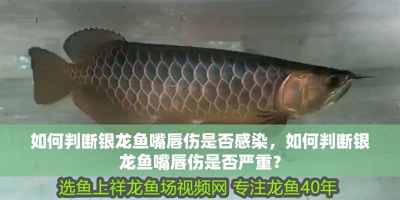 如何判斷銀龍魚嘴唇傷是否感染，如何判斷銀龍魚嘴唇傷是否嚴重？