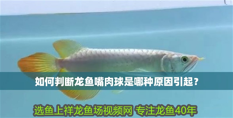 如何判斷龍魚嘴肉球是哪種原因引起？