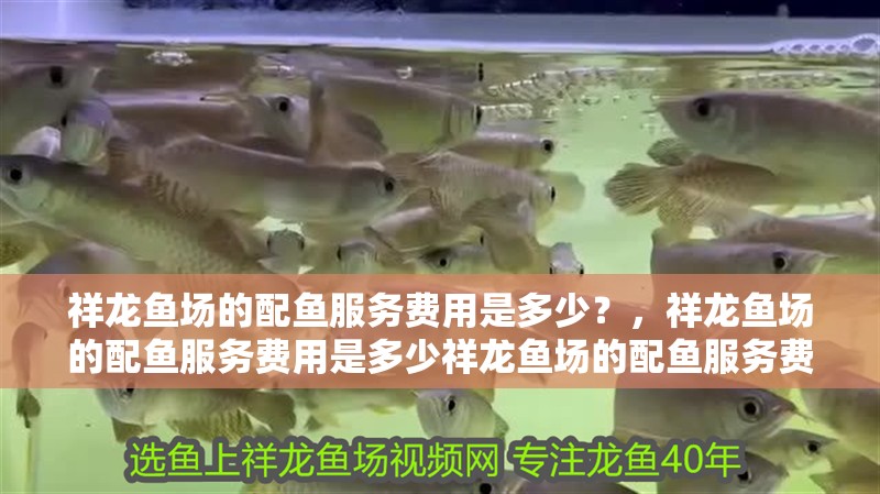 祥龍魚場的配魚服務費用是多少？，祥龍魚場的配魚服務費用是多少祥龍魚場的配魚服務費用是多少