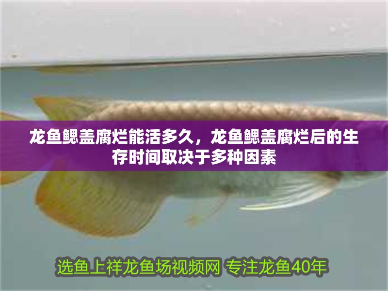 龍魚鰓蓋腐爛能活多久，龍魚鰓蓋腐爛后的生存時間取決于多種因素