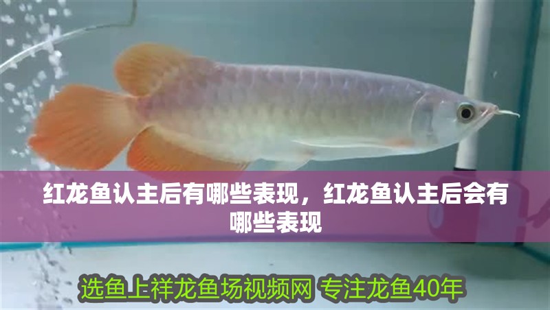 紅龍魚認主后有哪些表現，紅龍魚認主后會有哪些表現