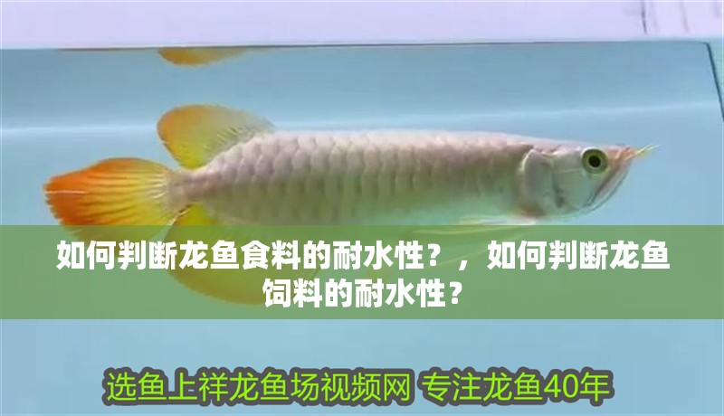 如何判斷龍魚(yú)食料的耐水性？，如何判斷龍魚(yú)飼料的耐水性？