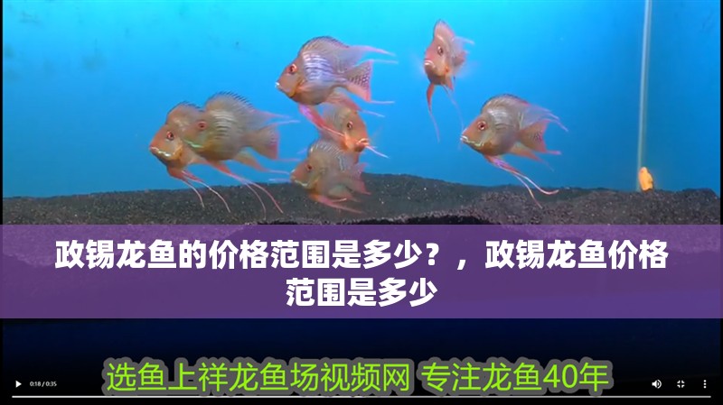 政錫龍魚的價格范圍是多少？，政錫龍魚價格范圍是多少