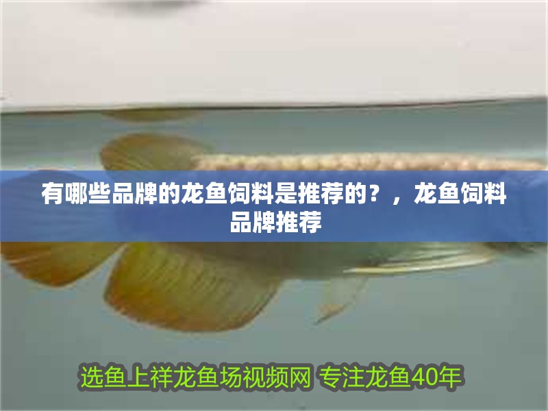 有哪些品牌的龍魚飼料是推薦的？，龍魚飼料品牌推薦