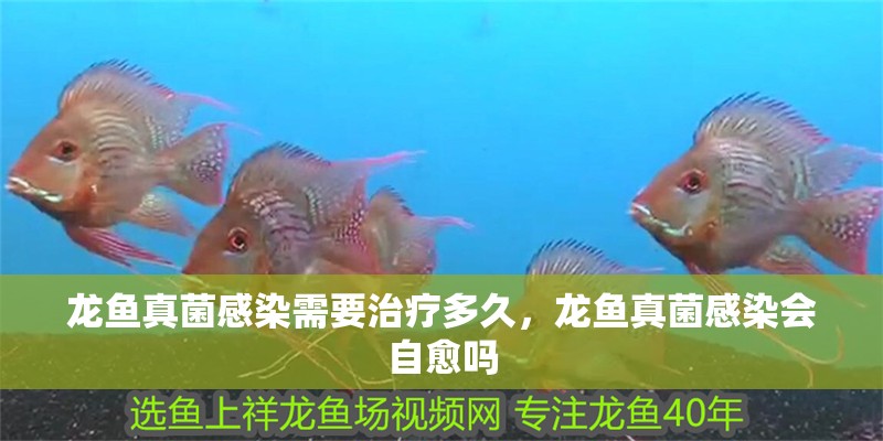 龍魚真菌感染需要治療多久，龍魚真菌感染會(huì)自愈嗎