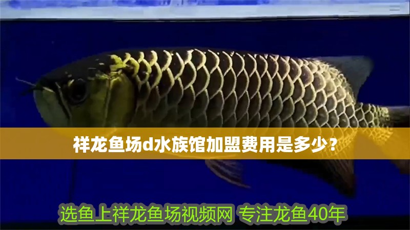 祥龍魚場d水族館加盟費用是多少？