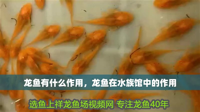龍魚有什么作用，龍魚在水族館中的作用
