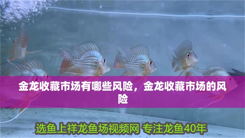 金龍收藏市場有哪些風險，金龍收藏市場的風險