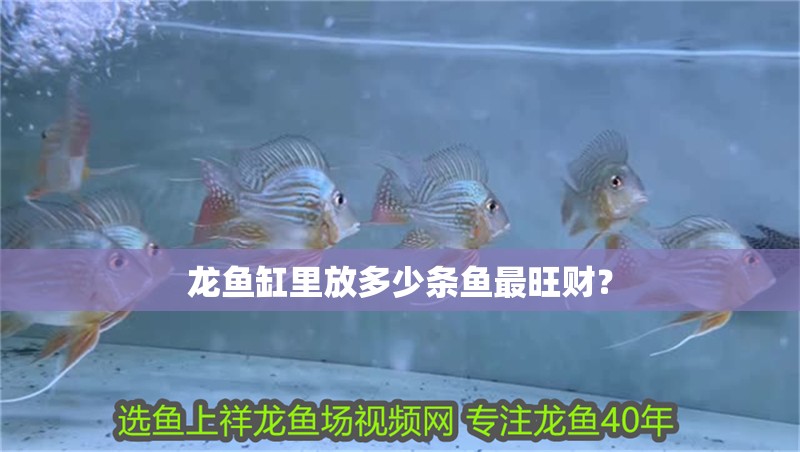 龍魚缸里放多少條魚最旺財？