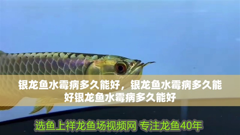 銀龍魚水霉病多久能好，銀龍魚水霉病多久能好銀龍魚水霉病多久能好